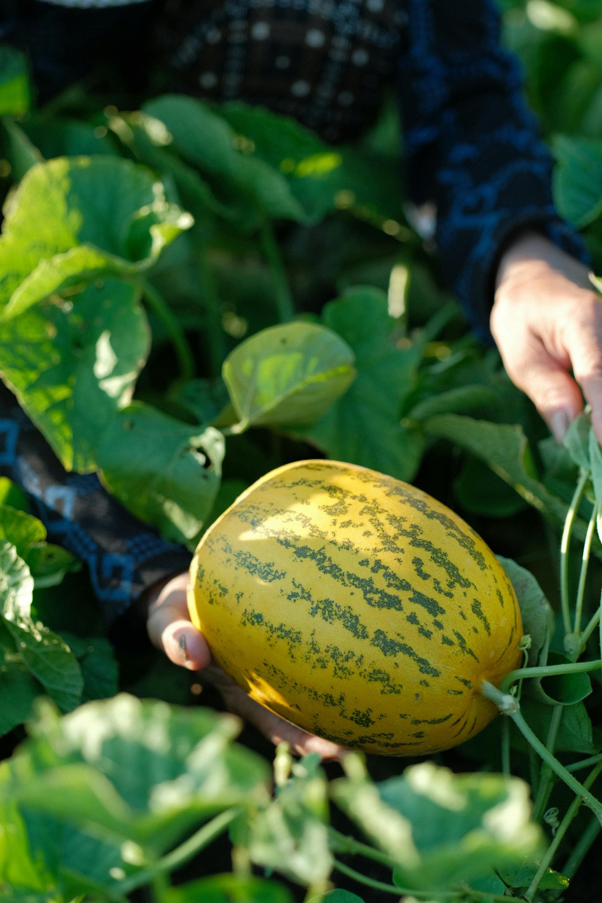 Taller de Jardinería con Manuel Ortega en Cómpeta